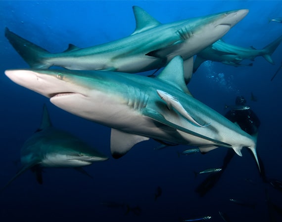 buceo con tiburones sudafrica