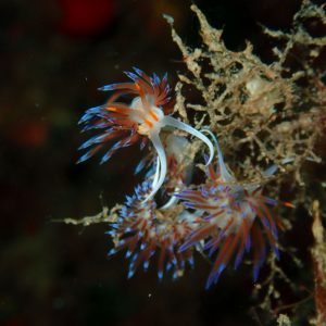 TALLER DE OPISTOBRANQUIOS-INTRODUCCIÓN A LOS NUDIBRANQUIOS