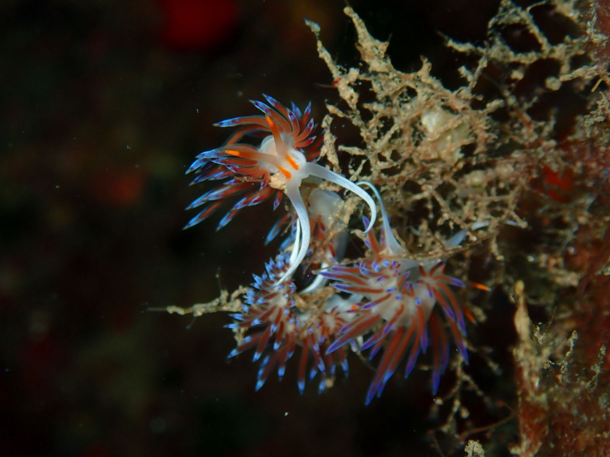 TALLER DE OPISTOBRANQUIOS-INTRODUCCIÓN A LOS NUDIBRANQUIOS