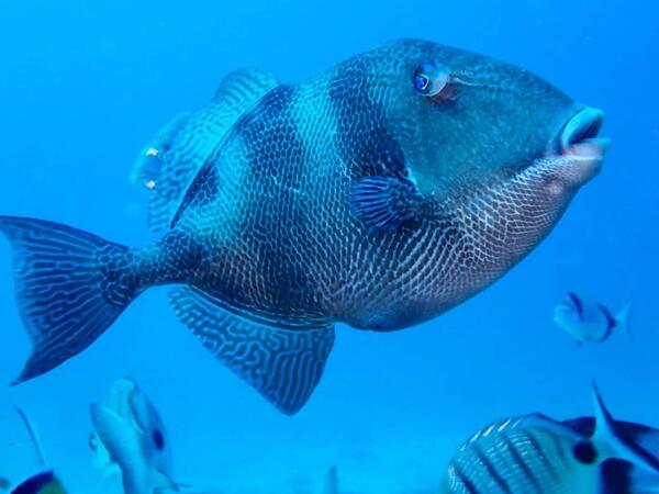 puntos-de-inmersion (1)