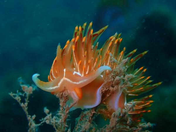 puntos-de-inmersion (7)