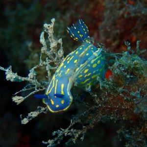 Project AWARE – Especialidad en Conservación Marina