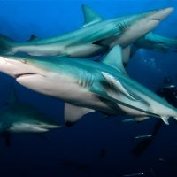 buceo con tiburones sudafrica